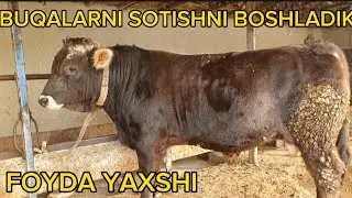 SOTISHGA TAYYOR BO'LDI