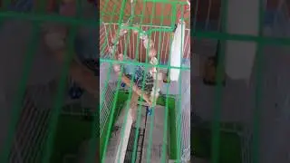 Muhabbet Kuşu Sesi Kuşunuz Yanında sesi açın ve izleyin*!