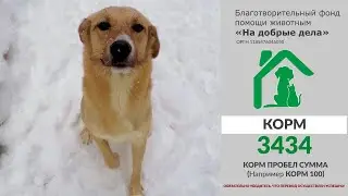Реальные истории животных | Собаки и кошки нуждаются в вашей помощи!