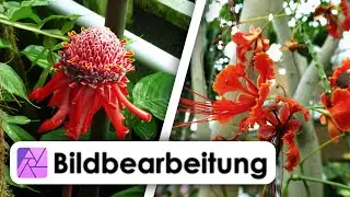 Affinity Photo 2 | Blumenbilder bearbeiten