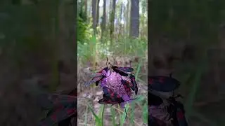 Пестрянки на короставнике.