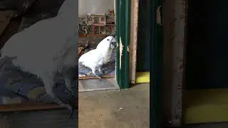 Cockatoo can't decide what to play with, and talks with his mouth full