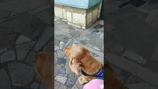 Дача Сталина 