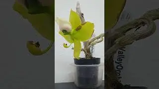 Ураа!!! У меня есть Cyc. Warscewiczii. Мечтайте, мечты сбываются!)))