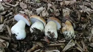 Porcini Mushrooms | The Four Species
