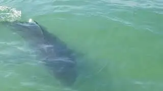 Great White Shark swims right next to boat in Chatham, MA (Cape Cod)