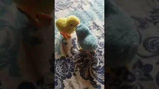 cute🥰😘😍 #shortvideo #youtube #video #viral #viralvideo #shortvideo #shorts #short #best #subscribe