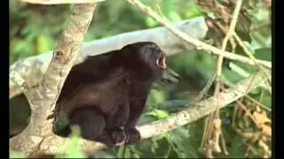 Lustige Sprechende Tiere