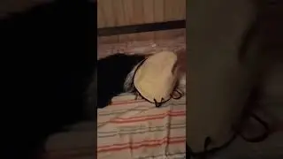 собака в бане