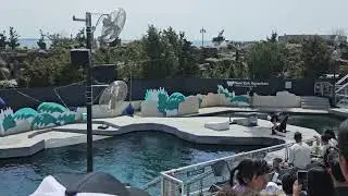 Ny Aquarium -sea lion show