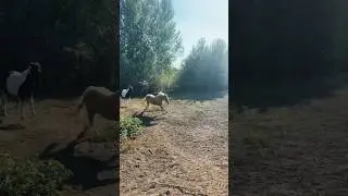 Несутся с прогулки 🔥