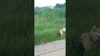 Облачко⛅🌳🌿The Cloud⛅☘