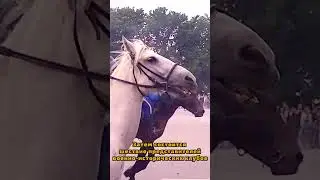 Фестиваль "Вяземское сражение"
