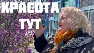 ШАШЛЫК ДАЧА НА ДАЛЬНЕМ ВОСТОКЕ. Расцвел багульник