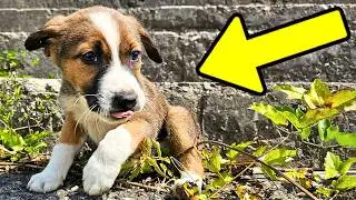 We Rescued a Shy Puppy
