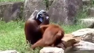 #Обезьяна умывается как  человек!