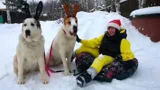 СЧАСТЛИВАЯ  УПРЯЖКА АЛАБАЕВ || КАТАНИЕ НА СОБАКАХ || ЕЗДОВЫЕ СОБАКИ