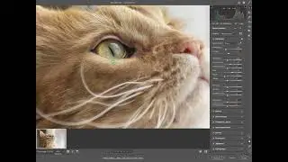 Обработка фото кота в фотошоп.