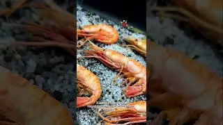 Из Сахалина - Королевский Гребенчатый БОТАН 🦐👑 в сети «РАКИОКИ»👌🏻 #ракиоки #раки #крабы #ботан