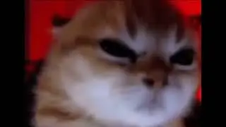 funny cats pt5