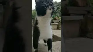 This all started with me giving water to a single elderly cat.