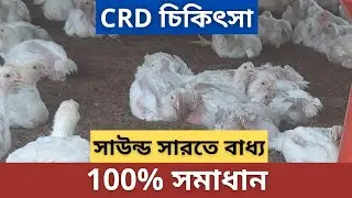 CRD Treatment in Poultry Farming | Agriculture Tour