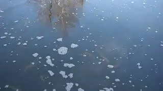 Here I am again with my fishes