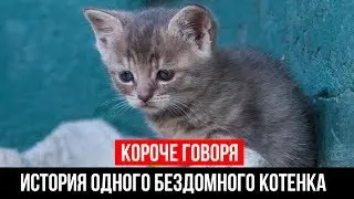 КОРОЧЕ ГОВОРЯ, ИСТОРИЯ ОДНОГО БЕЗДОМНОГО КОТА