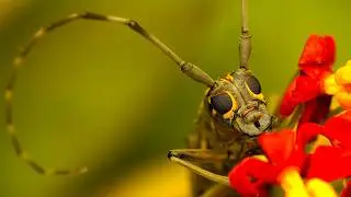 MICRO GLADIATORS | Insect Battles You Can Catch Tonight