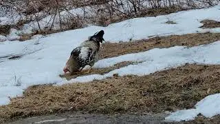 free range chickens