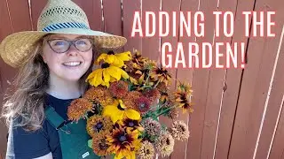 Adding Rudbeckia to the Cut Flower Garden 🌼🌱🌼