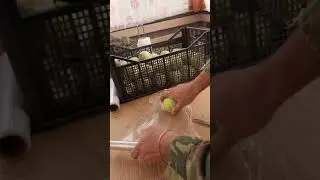 Как сохранить яблоки зимой