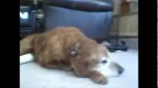 My Dog, Morgan Freeman