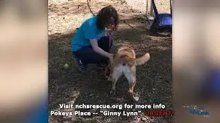 AdoptAPet Show 4-9-20