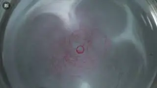 Vórtices toroidais en pingas de auga