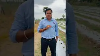 #Chilli Damping off నారు కుళ్లు కాండం కుళ్లుడు తెగులు.అధిక వర్షాలు ఉంటే ఫాస్ట్ రూటెక్స్ క్యూరిల్ #yk