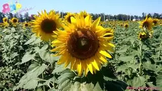 Детям о природе: подсолнух