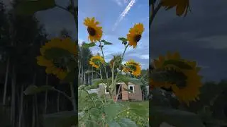 Моё вам доброе утро,под весёленькую🌻🌻🌻🎼 