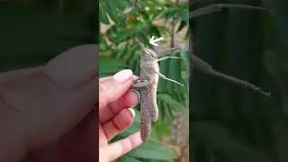 Это саранча или кузнечик? Как отличить