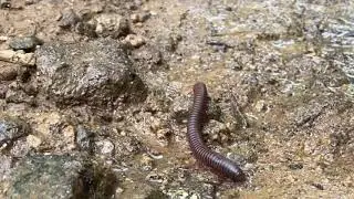 Millipede 2
