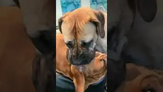 Big Boerboel Alpha Female showing Affection 