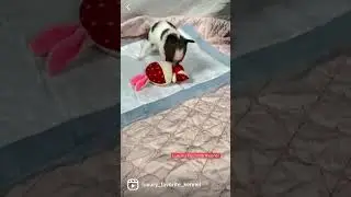 Папиончики щенули один месяц