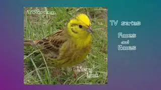 FaunaView: Tongariro New Zealand - Bird Behaviour