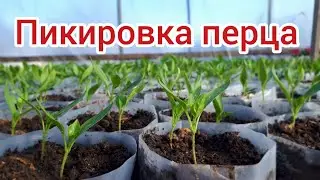 Пикировка перца