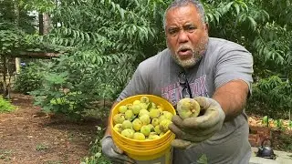 The Good, Bad & Ugly - When Growing Fruit Trees