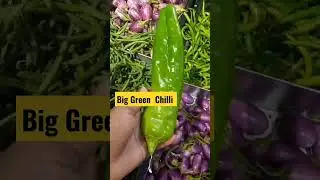 Big chilli in Dubai