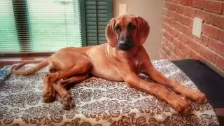 Dalla paralisi alla corsa la rivincita della cagnolina Sunshine