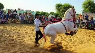 horse uchalty hai khargosh ki tarah 0006।।ghoda।। घोड़ा।।horse dance