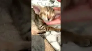 кот ORI n24 Бейд Беллатрикс/ male ORI n24 Beid Bellatriks