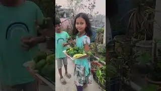 ছাদ বাগান ক্যাপসিকাম চাষের ফলন 